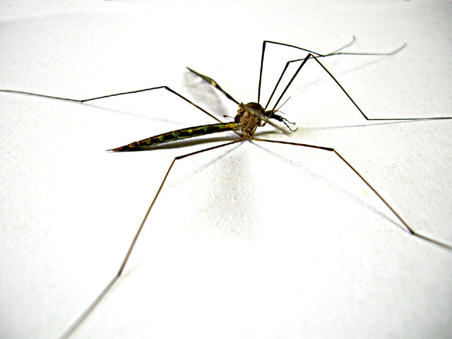 Haripur intensifies anti-dengue drive